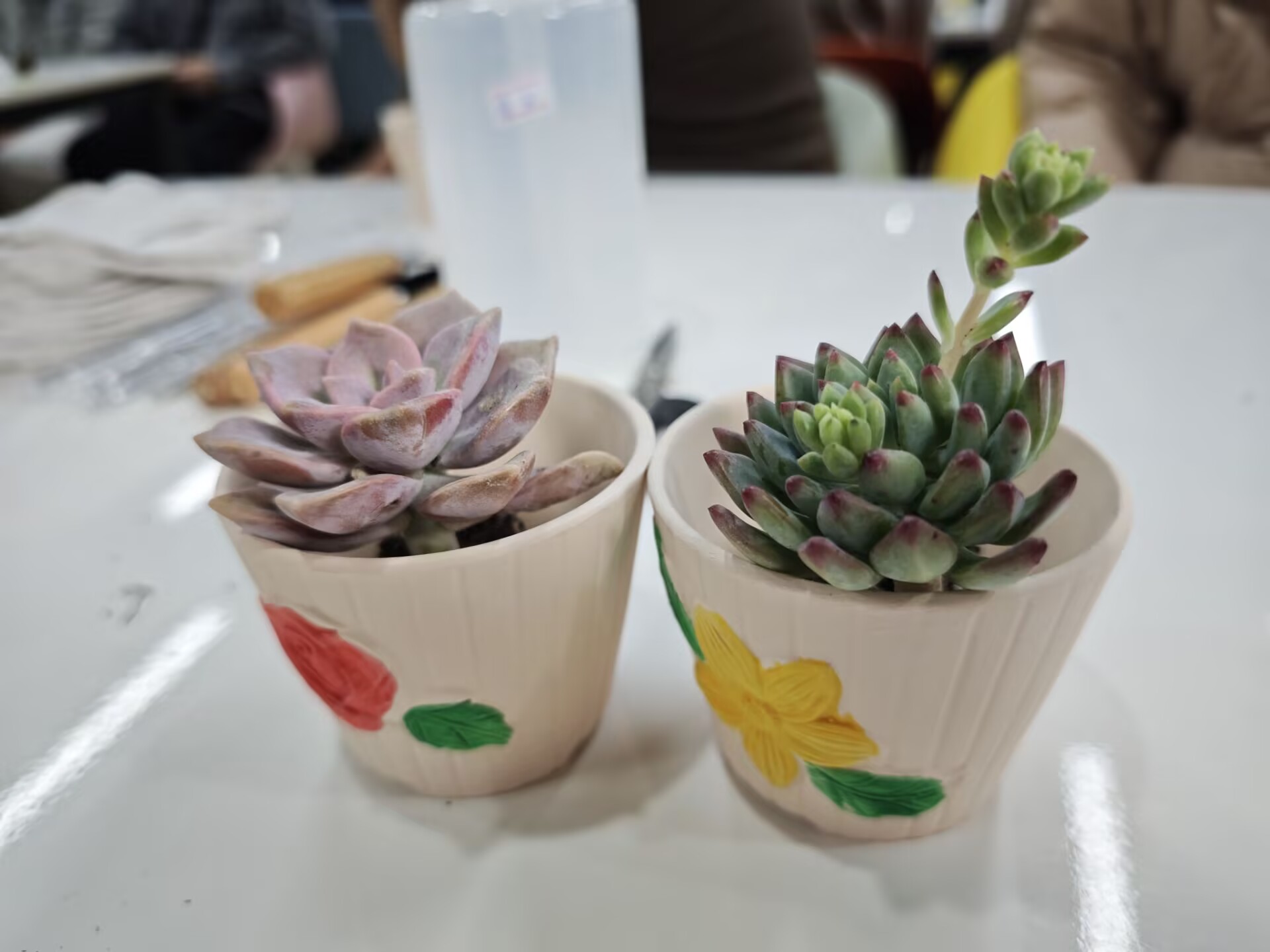 领养绿植